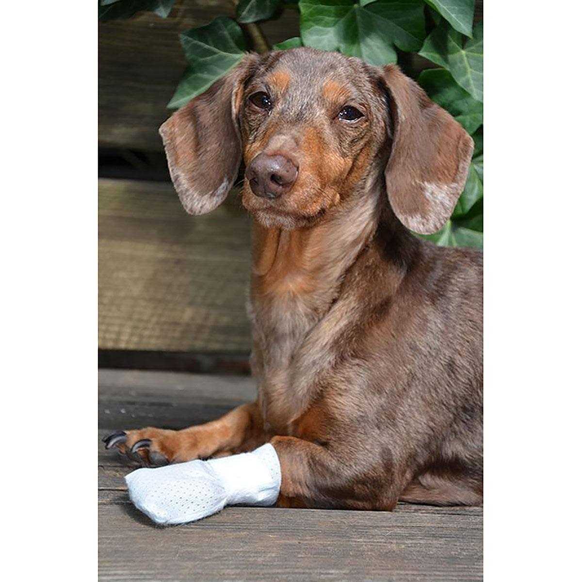 Dog Cat Paw Bandages W732797