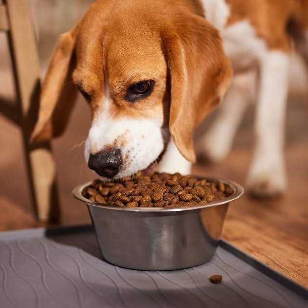 Stainless Steel Pet Bowl N39228