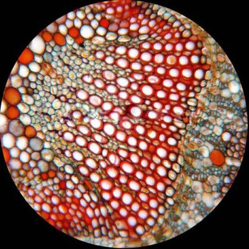 40X-1000X LED Cordless All-Metal Compound Microscope I483