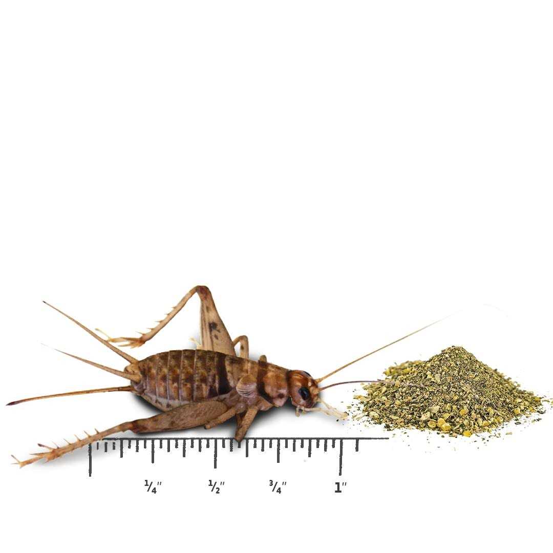 Live Banded Crickets Reptile Food A229323