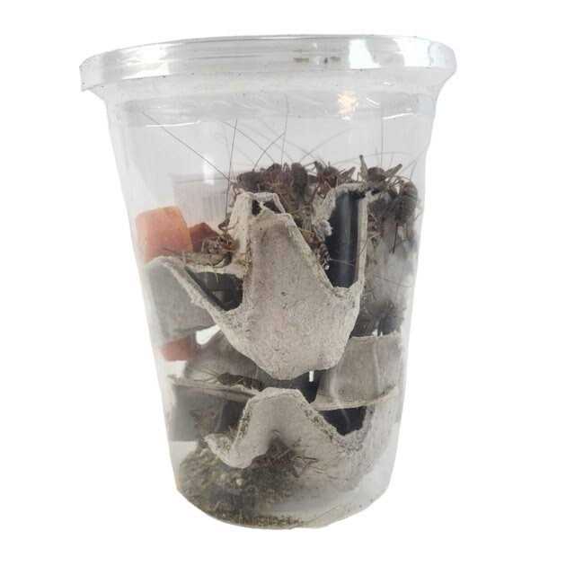 Live Banded Crickets Reptile Food A229323