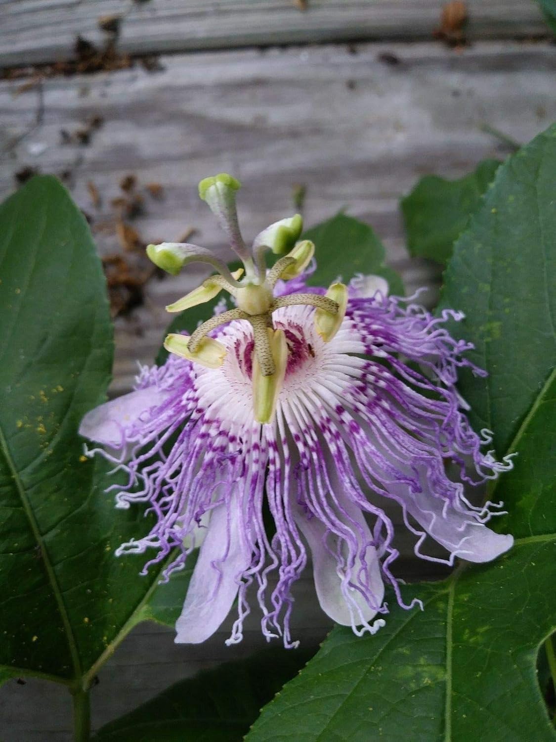 Purple Passion Vine Flower Seeds L67289