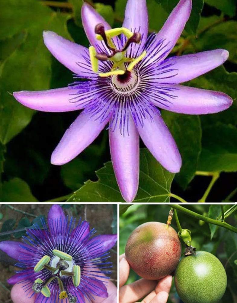 Purple Passion Vine Flower Seeds L67289