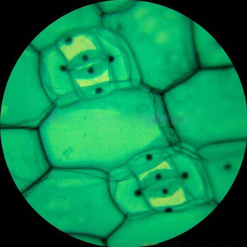 40X-1000X LED Cordless All-Metal Compound Microscope I483
