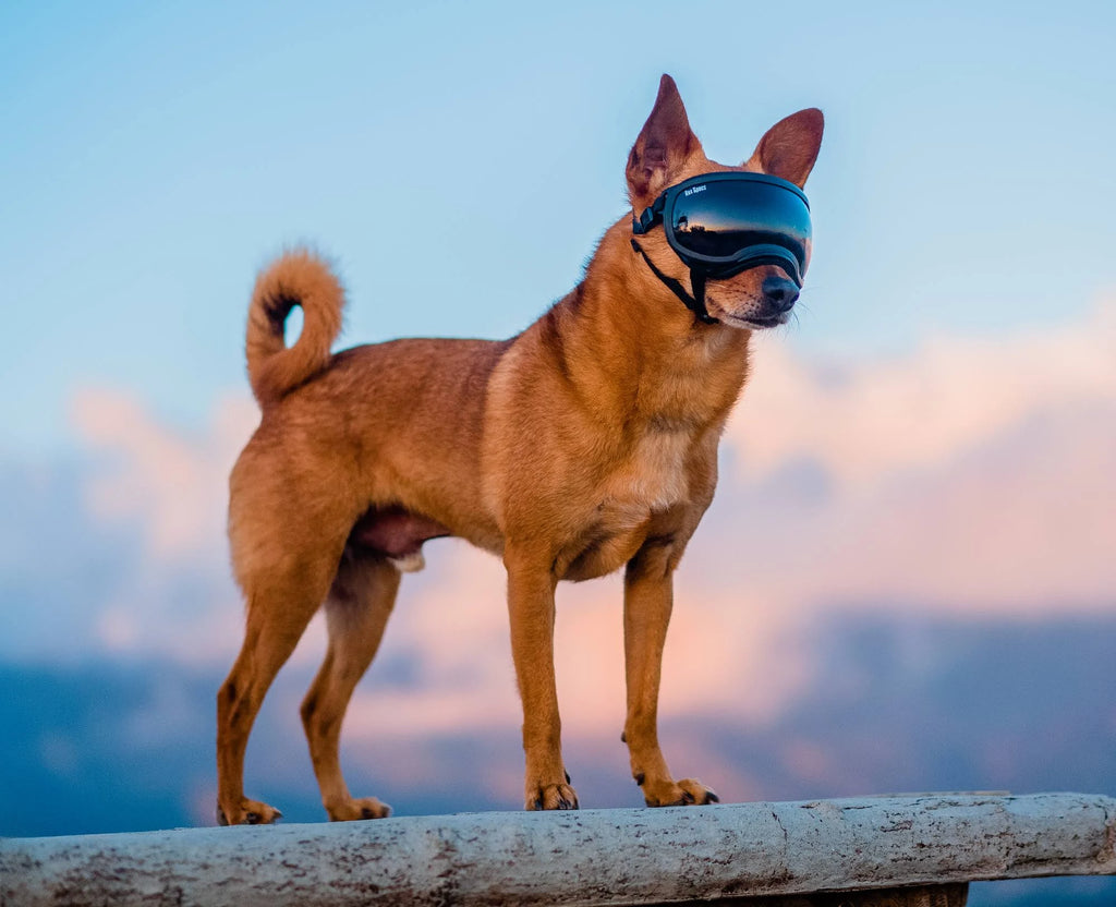 Small Goggle with 1 Clear & 1 Smoke D216