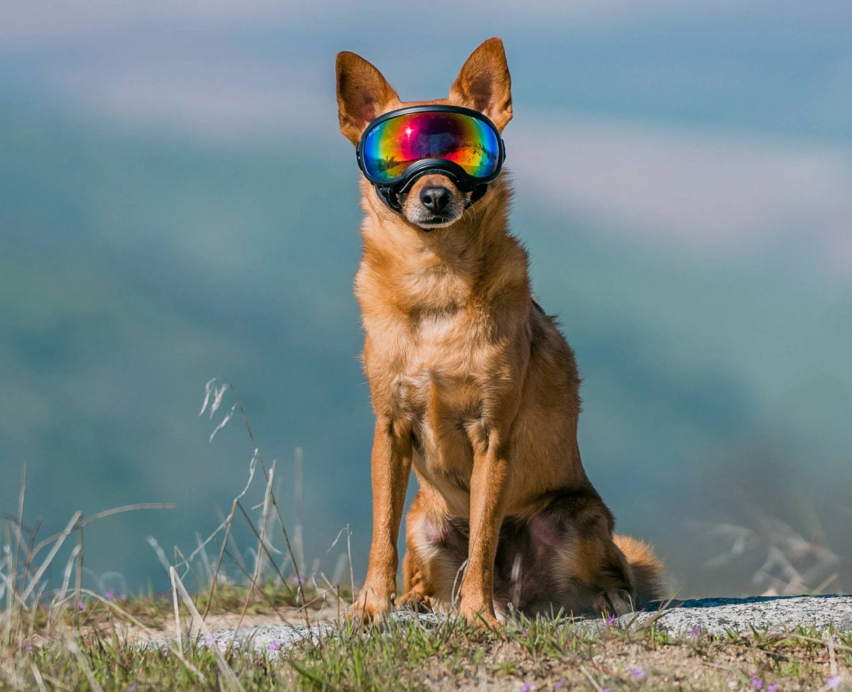Small Goggle with 1 Clear & 1 Smoke D216