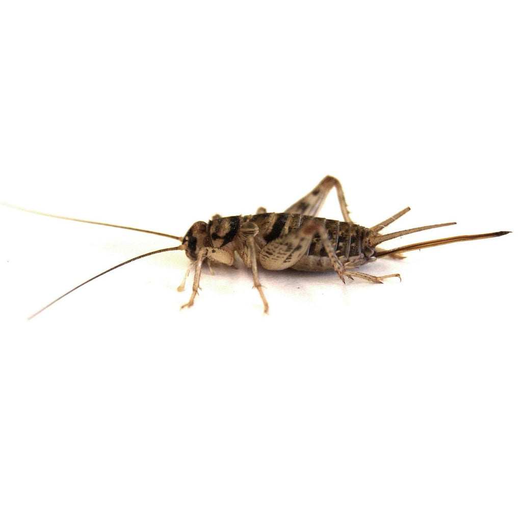 Live Banded Crickets Reptile Food A229323