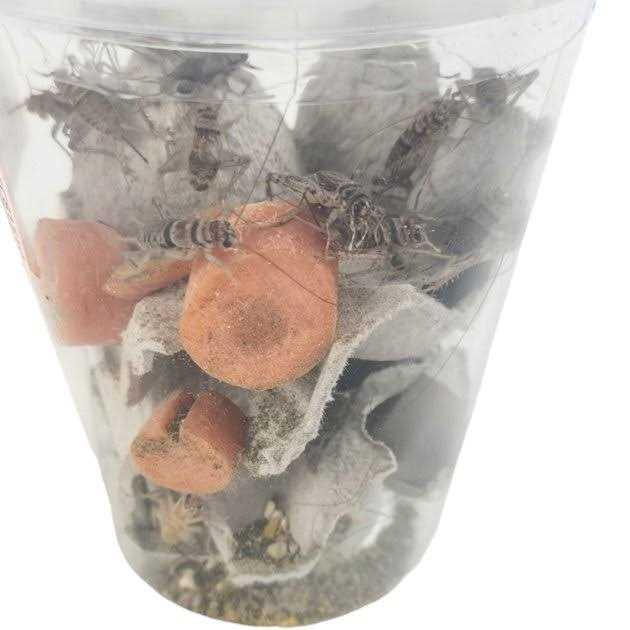 Live Banded Crickets Reptile Food A229323